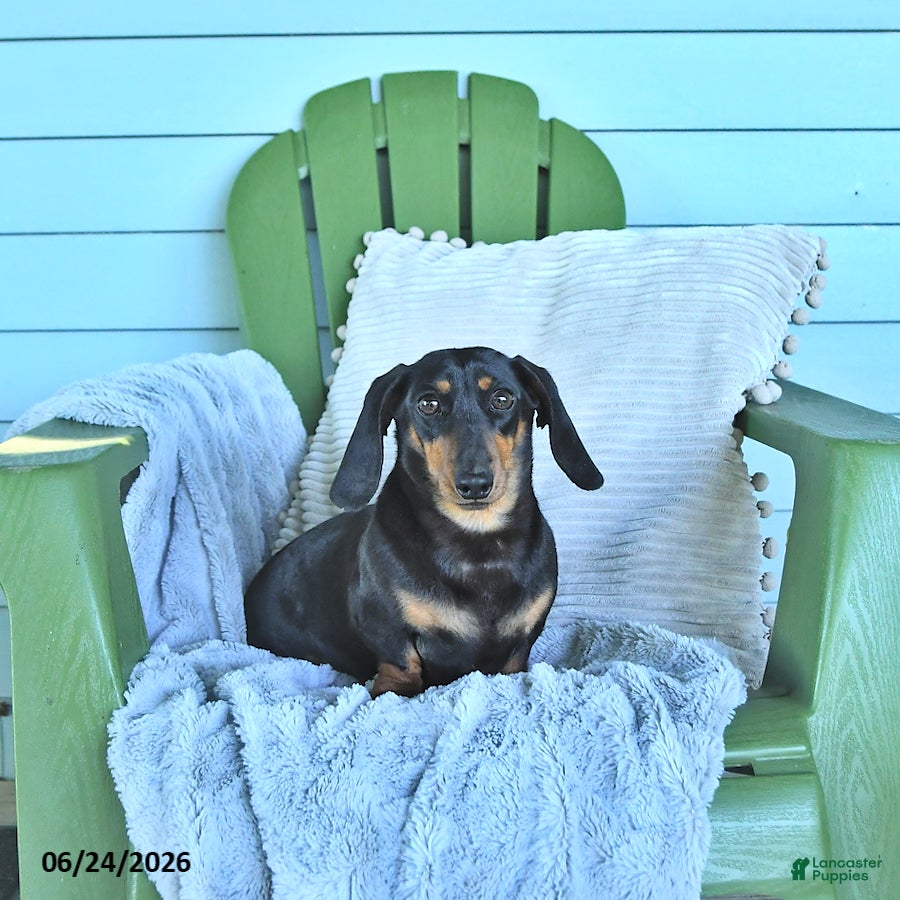 Miniature Dachshund dogs Felicity - Ad 1