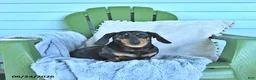 Miniature Dachshund dogs for sale: Felicity - Ad 1