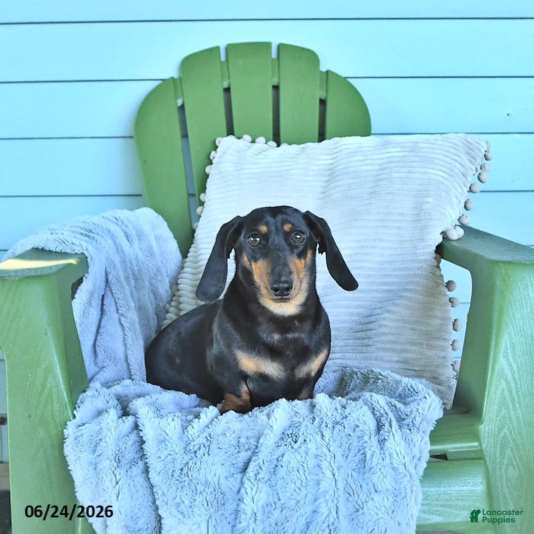 Miniature Dachshund dogs for sale: Felicity - Ad 1