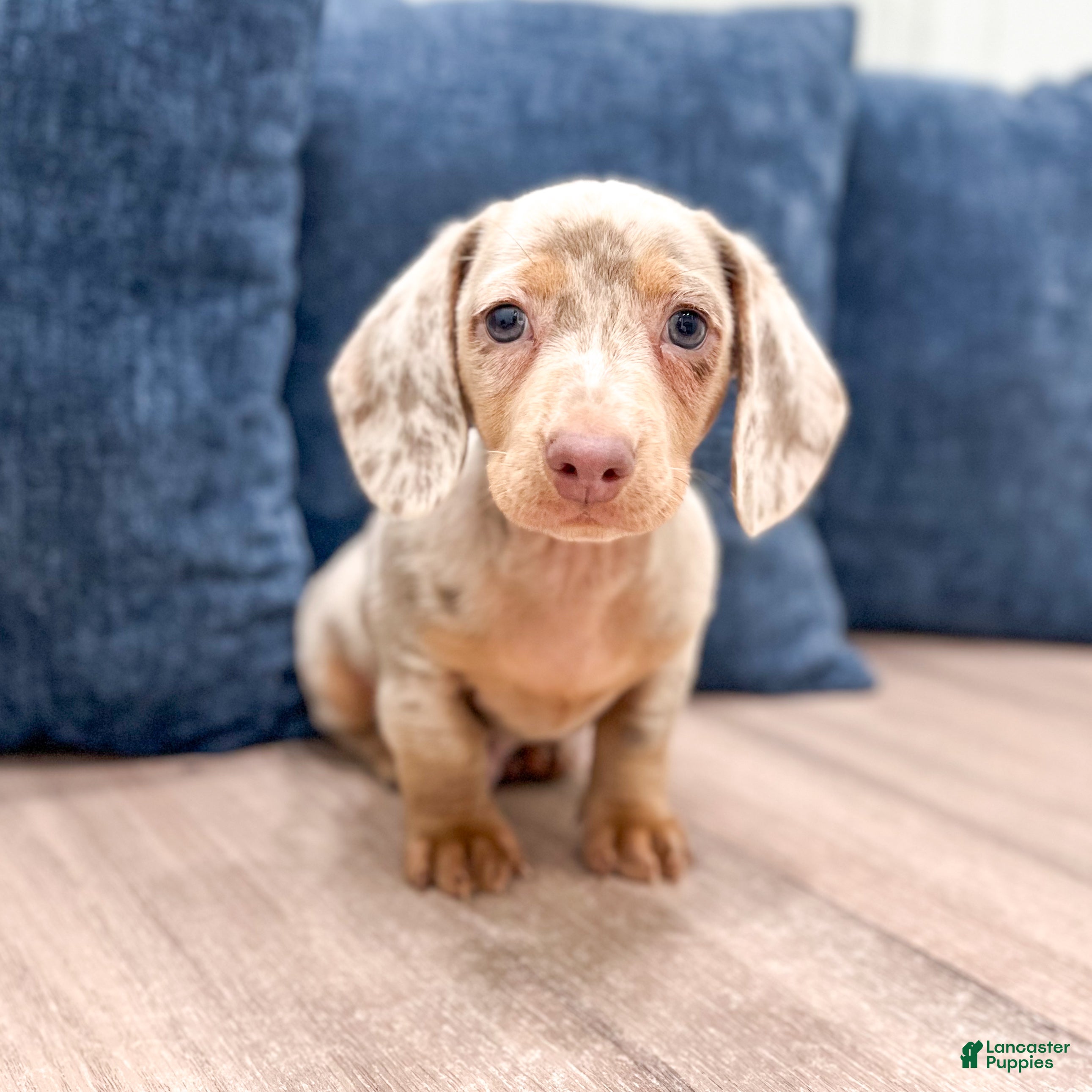 Miniature Dachshund dogs Oliver - Ad 1