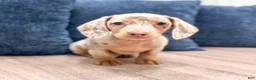 Miniature Dachshund dogs for sale: Oliver - Ad 1