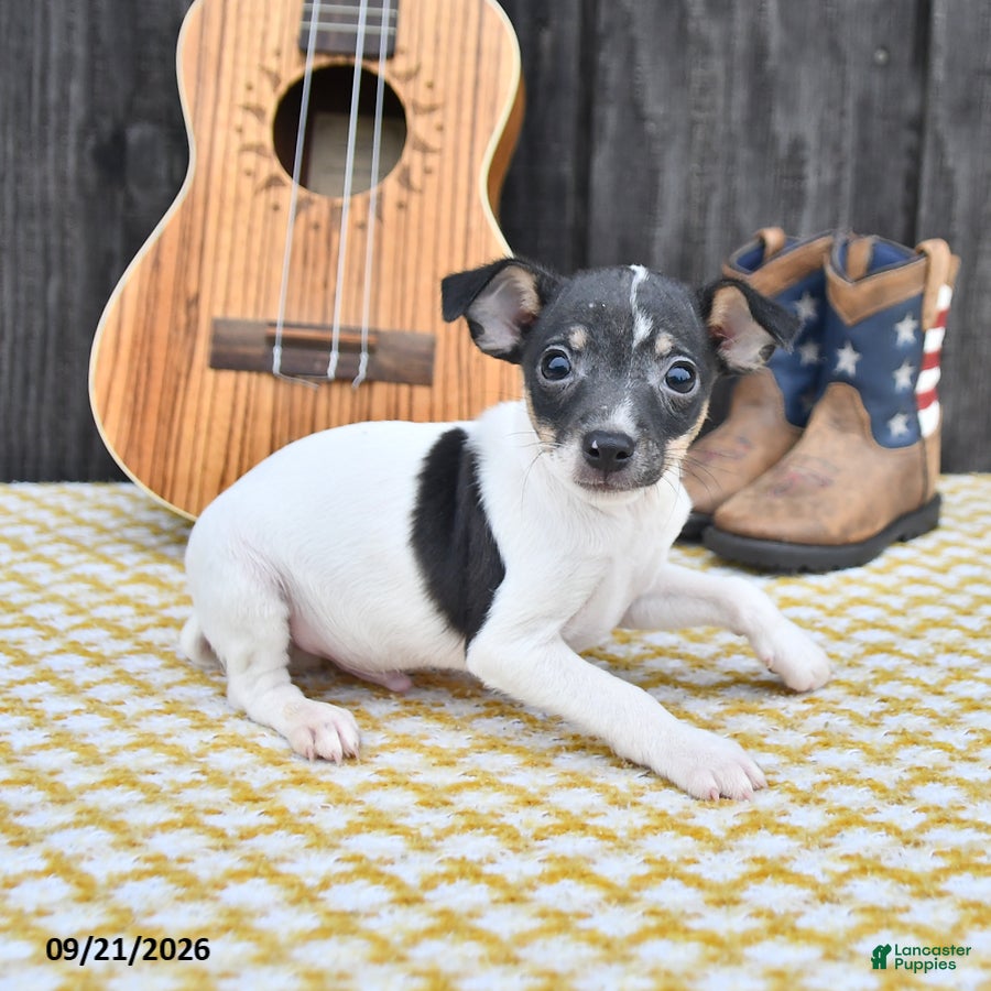 Toy Fox Terrier dogs Bingo - Ad 2