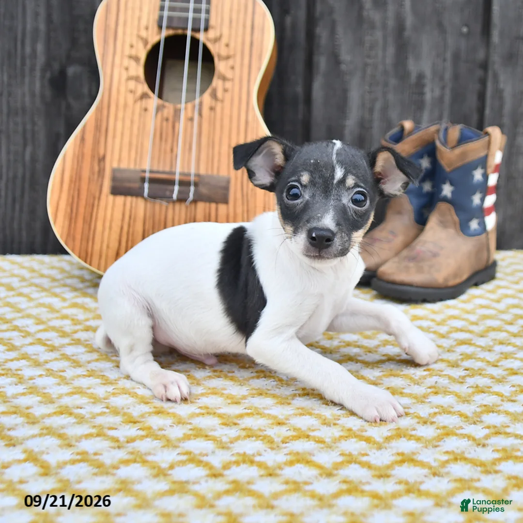 Toy Fox Terrier dogs for sale: Bingo - Ad 2