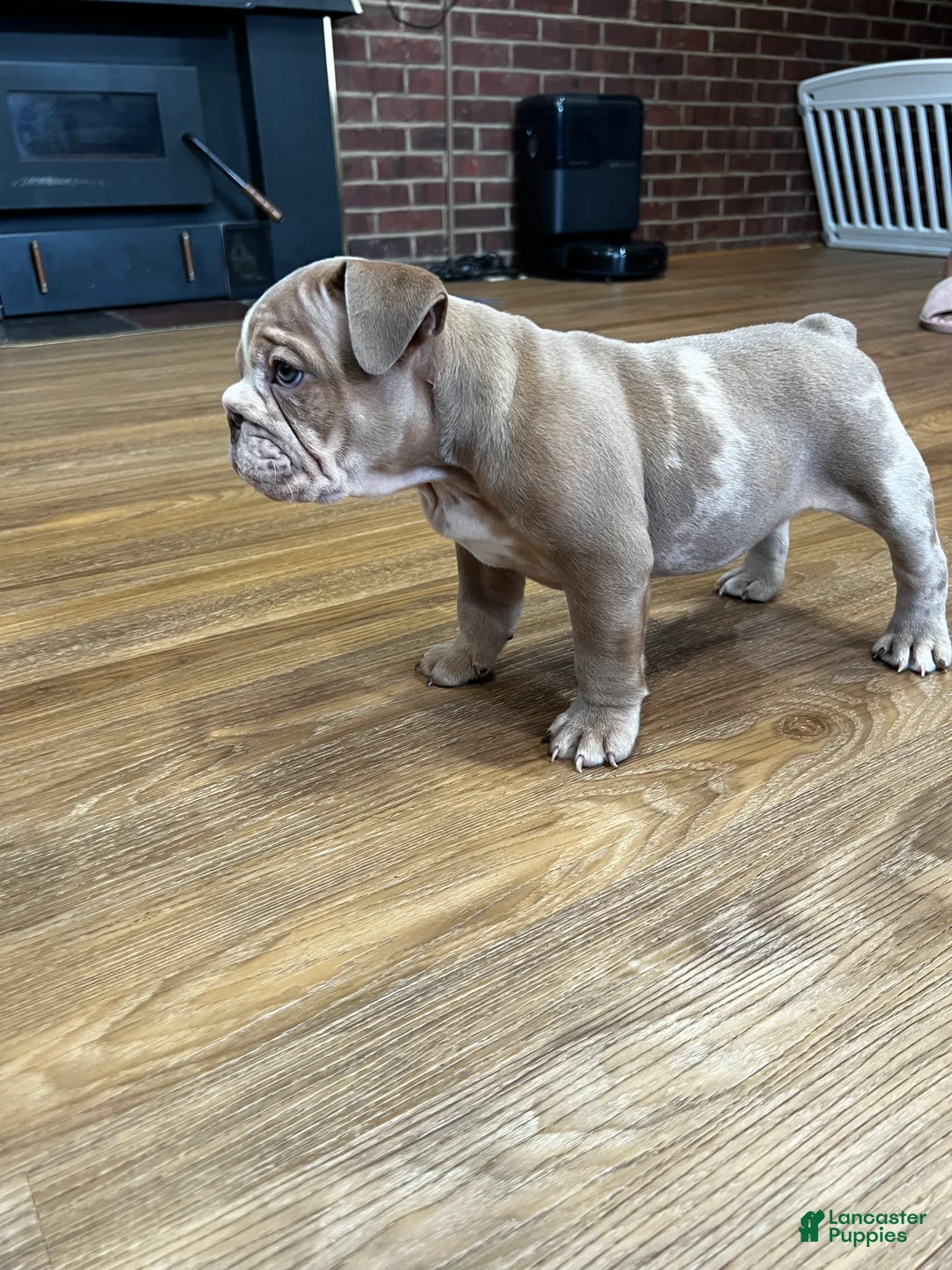 English Bulldog dogs for sale: Pretty baby  - Ad 2