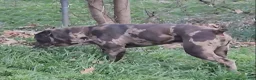 Cane Corso dogs for stud: BLUE MERLE STUD - Ad 4