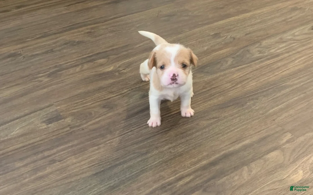 Mixed Breed dogs for sale: Cash - Ad 2