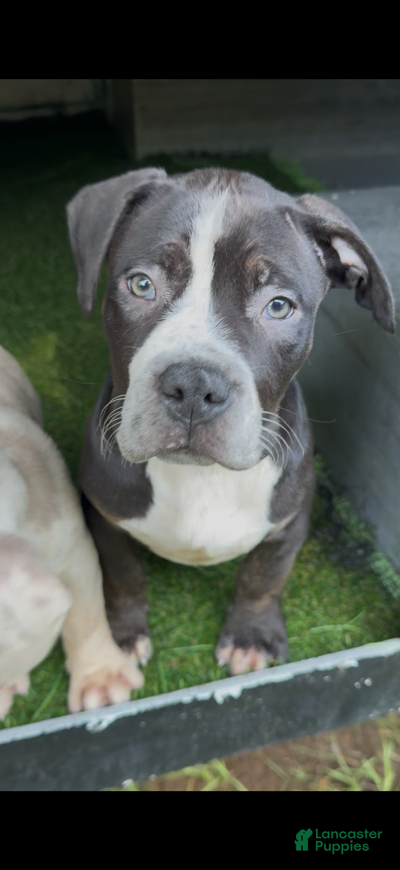 American Bully dogs American Bully 1 - Ad 10