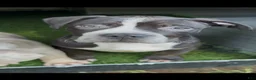 American Bully dogs for sale: American Bully 1 - Ad 1