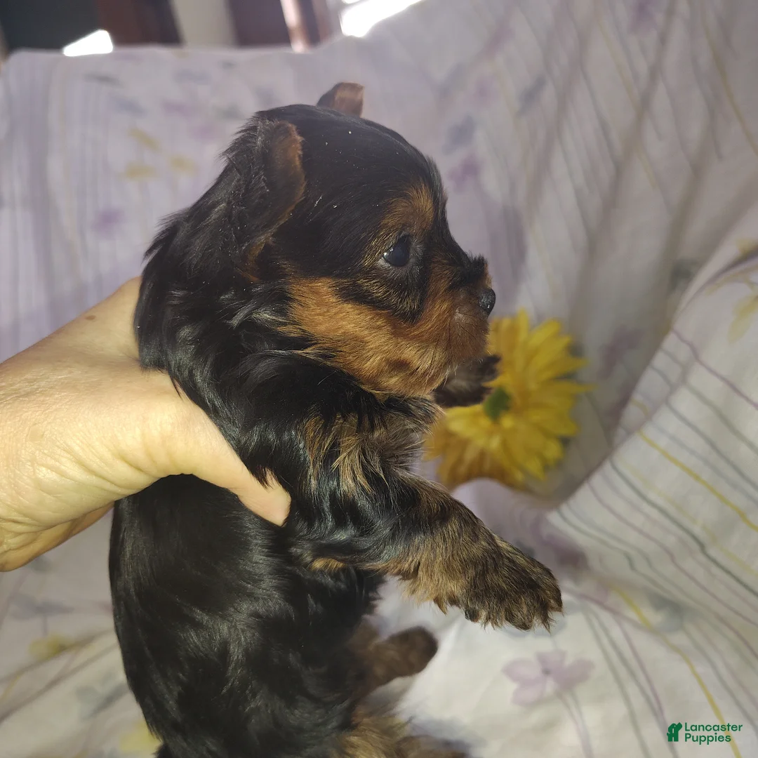 Yorkshire Terrier dogs for sale: Charlie - Ad 6