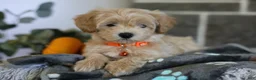 Maltipoo dogs for sale: Mochi - Ad 6