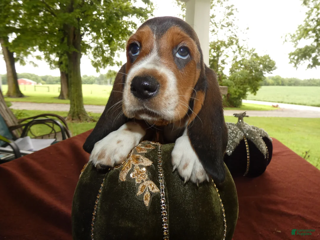 Basset Hound dogs for sale: Basset Hound 5 Rela - Ad 2