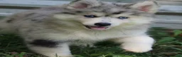 Pomsky dogs for sale: Skippy  - Ad 3
