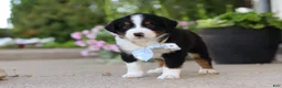 Miniature Australian Shepherd dogs for sale: Frankie - Ad 7