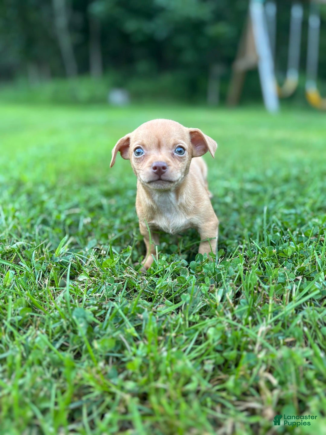 Chihuahua dogs for sale: Genny - Ad 7