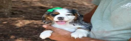 Cocker Spaniel dogs for sale: Jaxon 🐶💙 - Ad 4