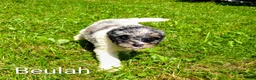 Mini Bernedoodle dogs for sale: Beulah - Ad 8