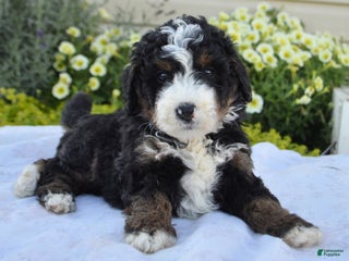 Mixed Breed dogs - Ad 41