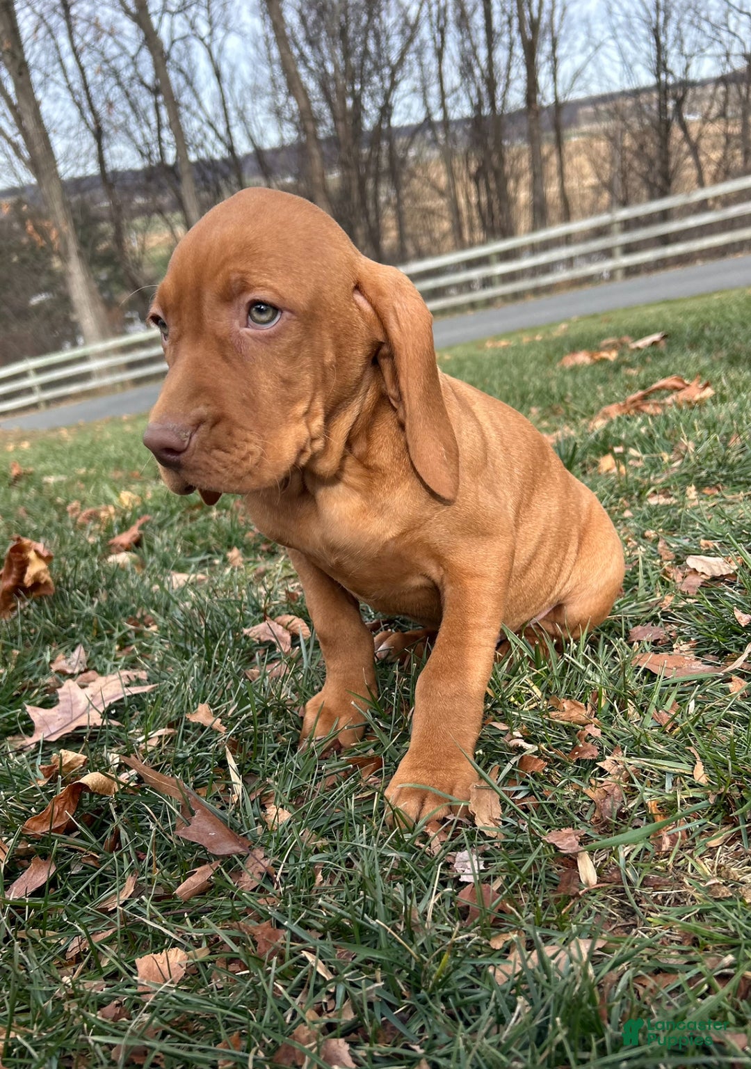 Vizsla dogs for sale: Venti - Ad 2