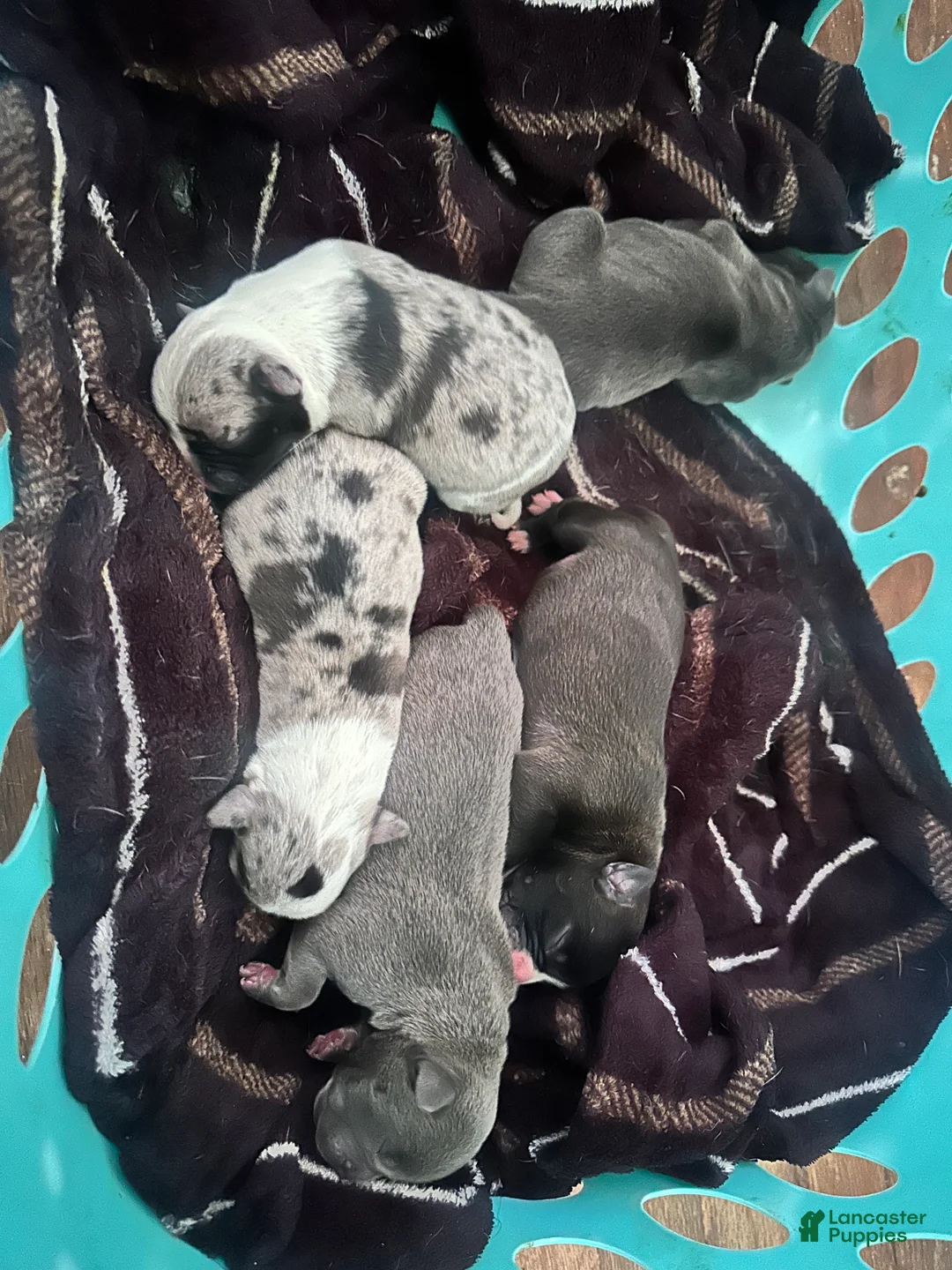 Mixed Breed dogs for sale: Mixed Breed Puppy 1 - Ad 1