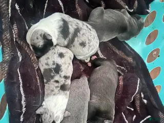Mixed Breed dogs Mixed Breed Puppy 1 - Ad 16
