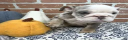 English Bulldog dogs for sale: Easton - Ad 6