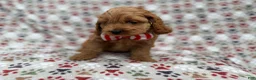Cockapoo dogs for sale: Pete - Ad 8