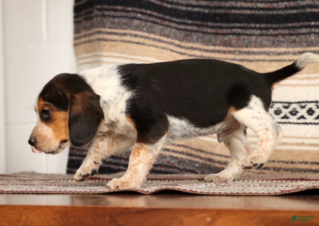 Beagle dogs for sale: Drew - Ad 4