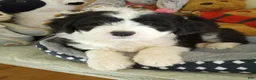Sheepadoodle dogs for sale: Blessing!! - Ad 1