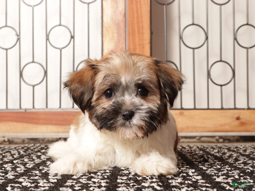 Havanese dogs for sale: Lulu ACA Female Havanese  - Ad 1