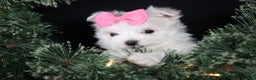 Maltese dogs for sale: ABBEY - Ad 9