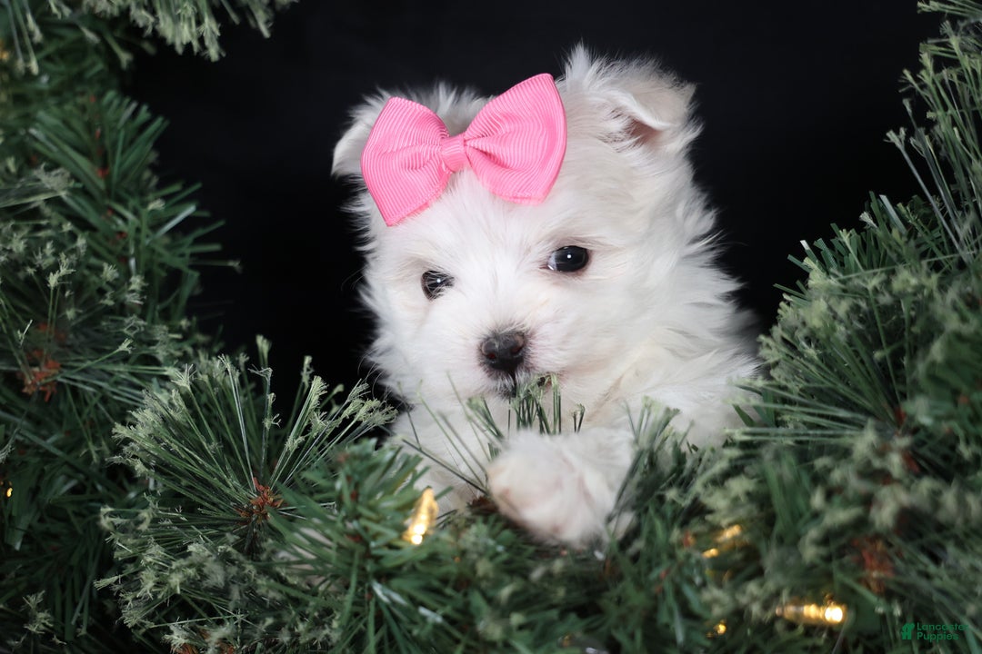 Maltese dogs for sale: ABBEY - Ad 9