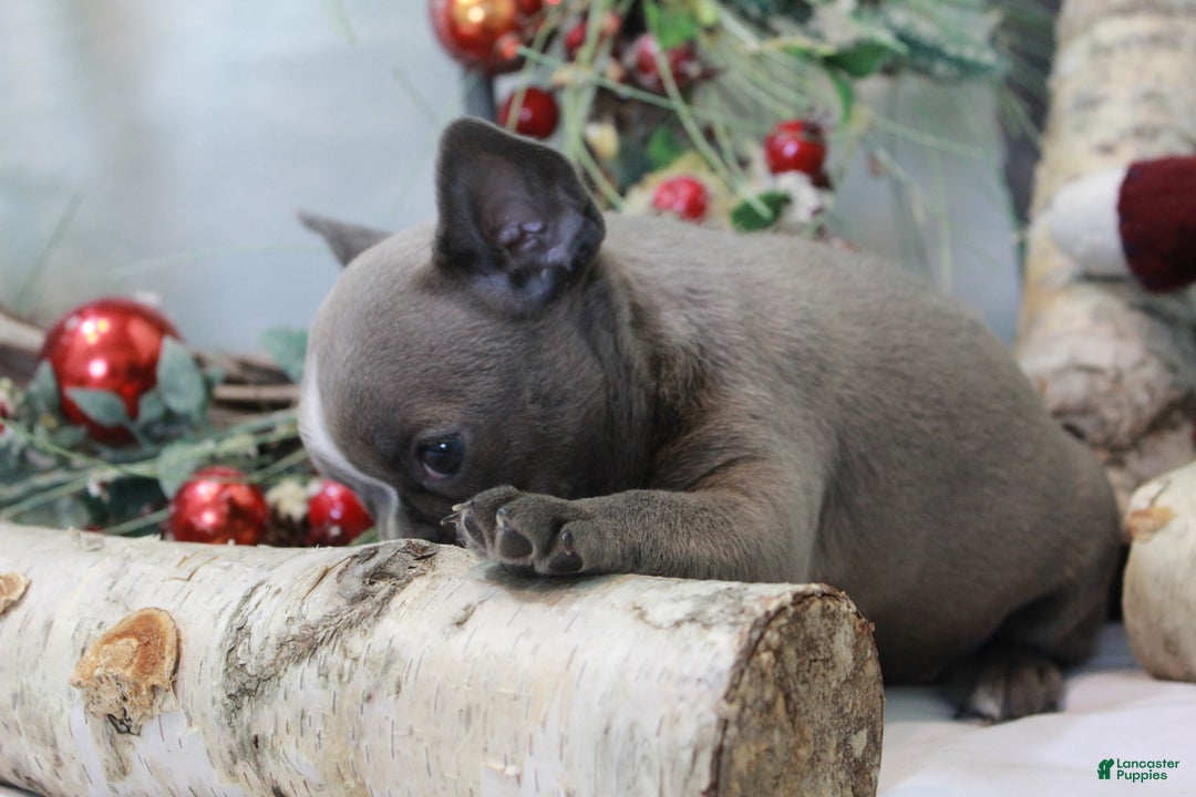 Frenchton dogs for sale: Bella  - Ad 23