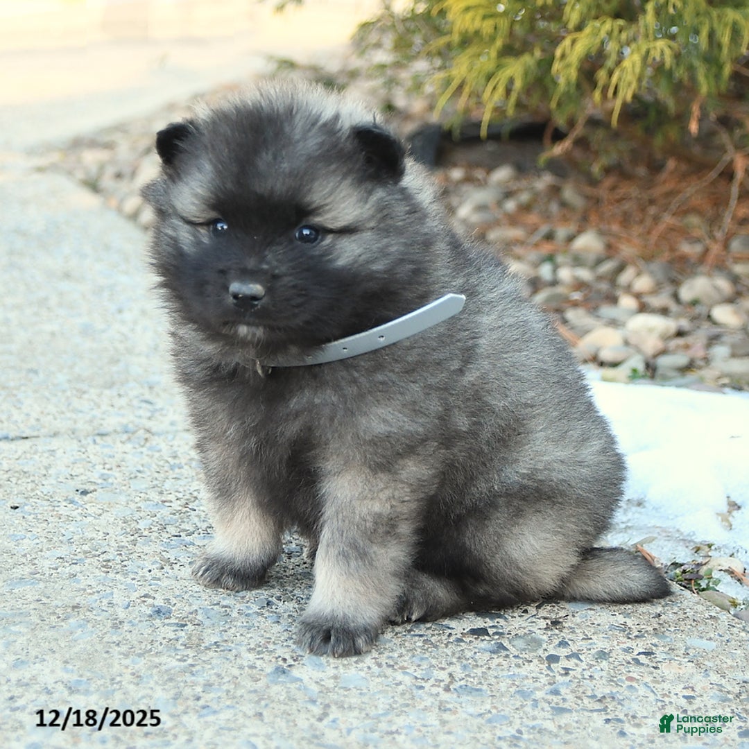 Keeshond dogs for sale: Flurry - Ad 1