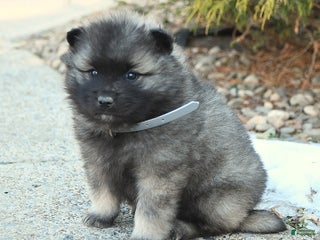 Keeshond dogs for sale: Flurry - Ad 3