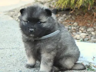 Keeshond dogs Flurry - Ad 1