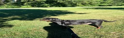 Rottweiler dogs for sale: Yoshi - Ad 8
