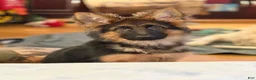 German Shepherd dogs for sale: Cuddles - Ad 10