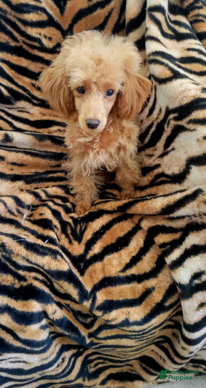 Miniature Poodle dogs Princess Sheri - Ad 1