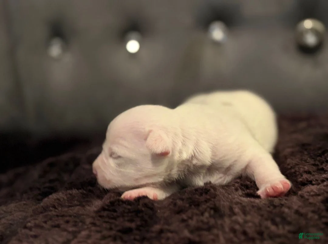 Chiweenie dogs for sale: Chaos - Ad 2