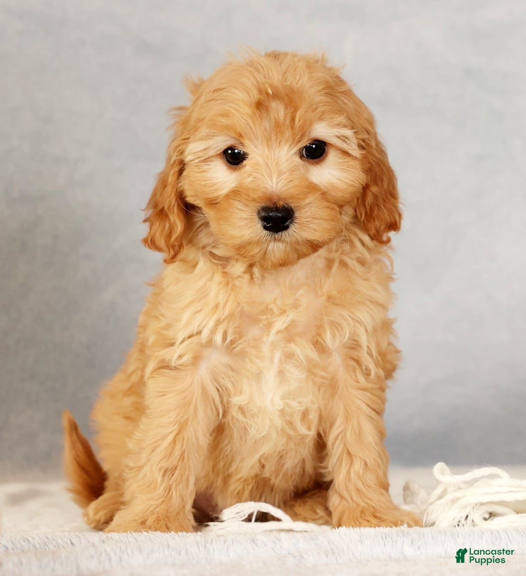 Cavapoo dogs for sale: Arthur - Ad 1