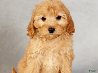 Cavapoo dogs Arthur - Ad 15