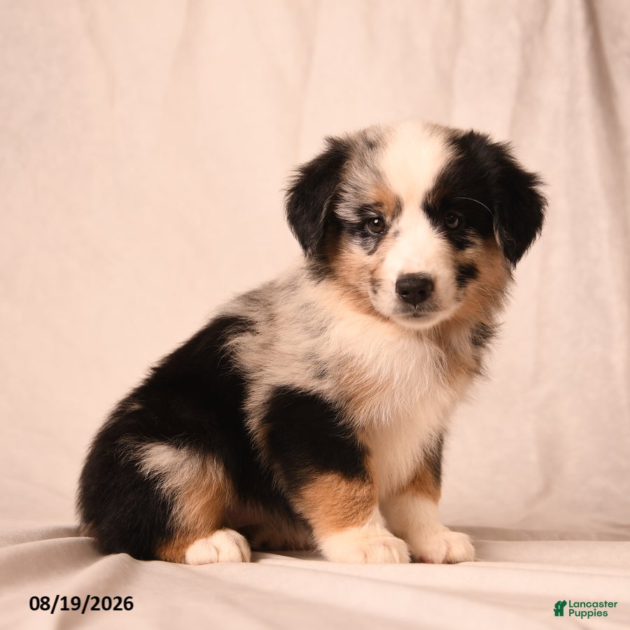 Miniature Australian Shepherd dogs Pickles - Ad 1