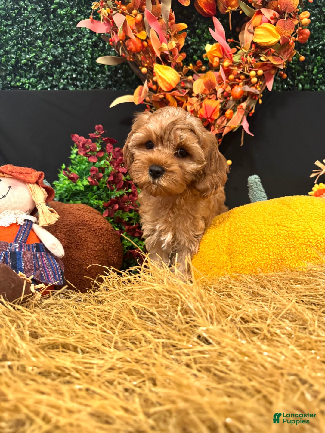 Cavapoo dogs for sale: Hazel  - Ad 2
