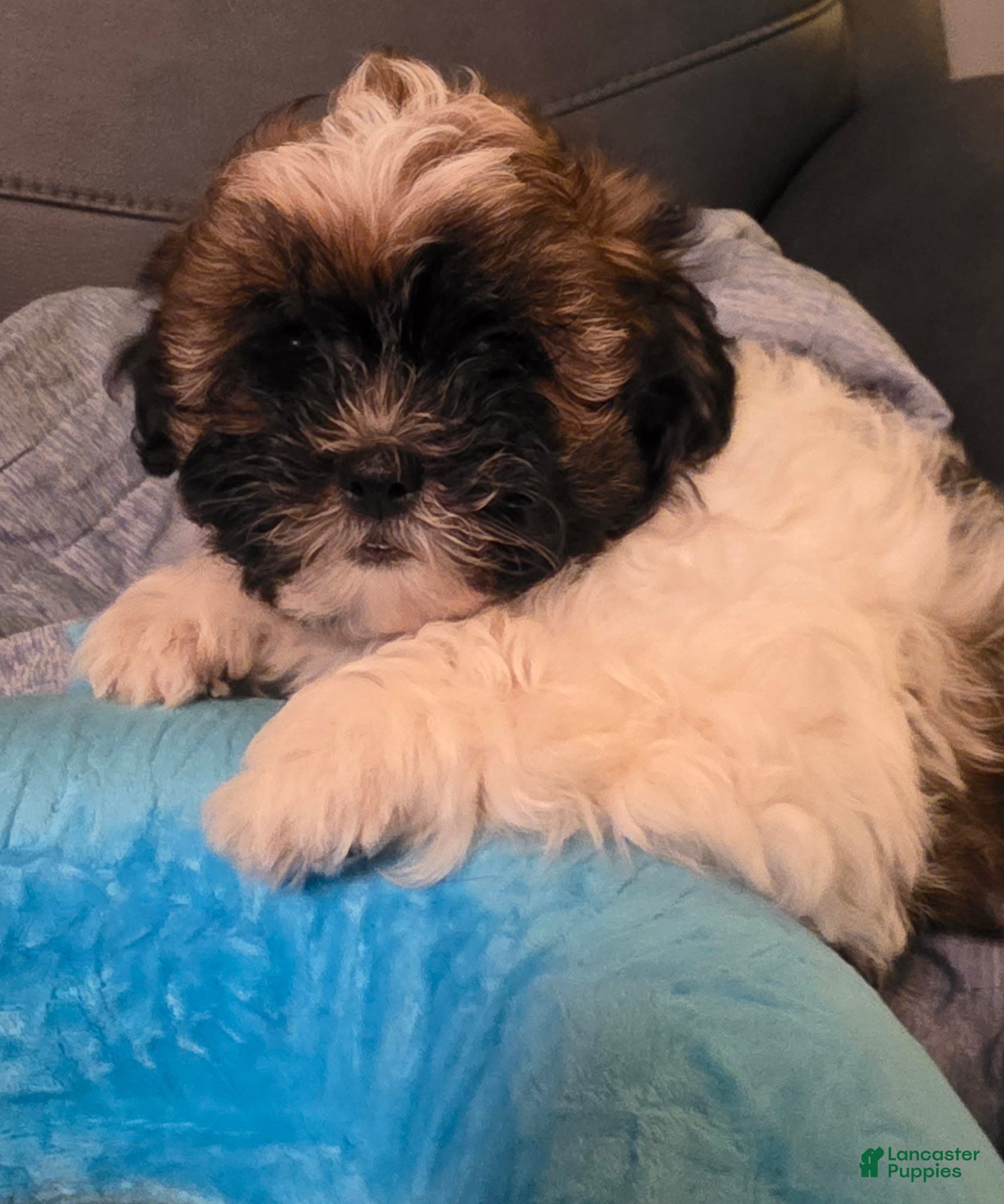 Mixed Breed dogs Mixed Breed 2 - Ad 1