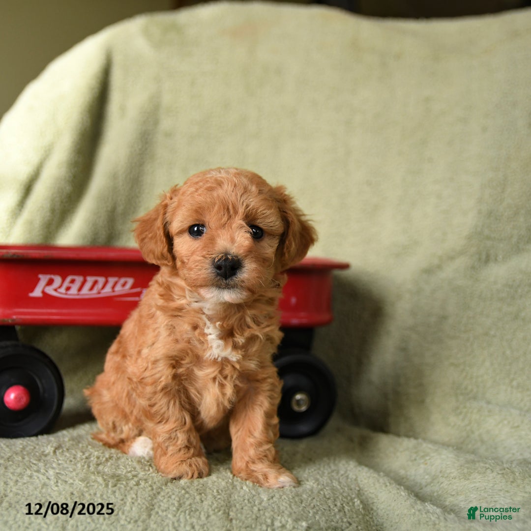 Havapoo dogs for sale: Laffy - Ad 4