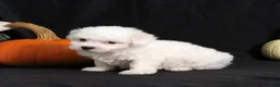 Bichon Frise dogs for sale: Lady - Ad 3