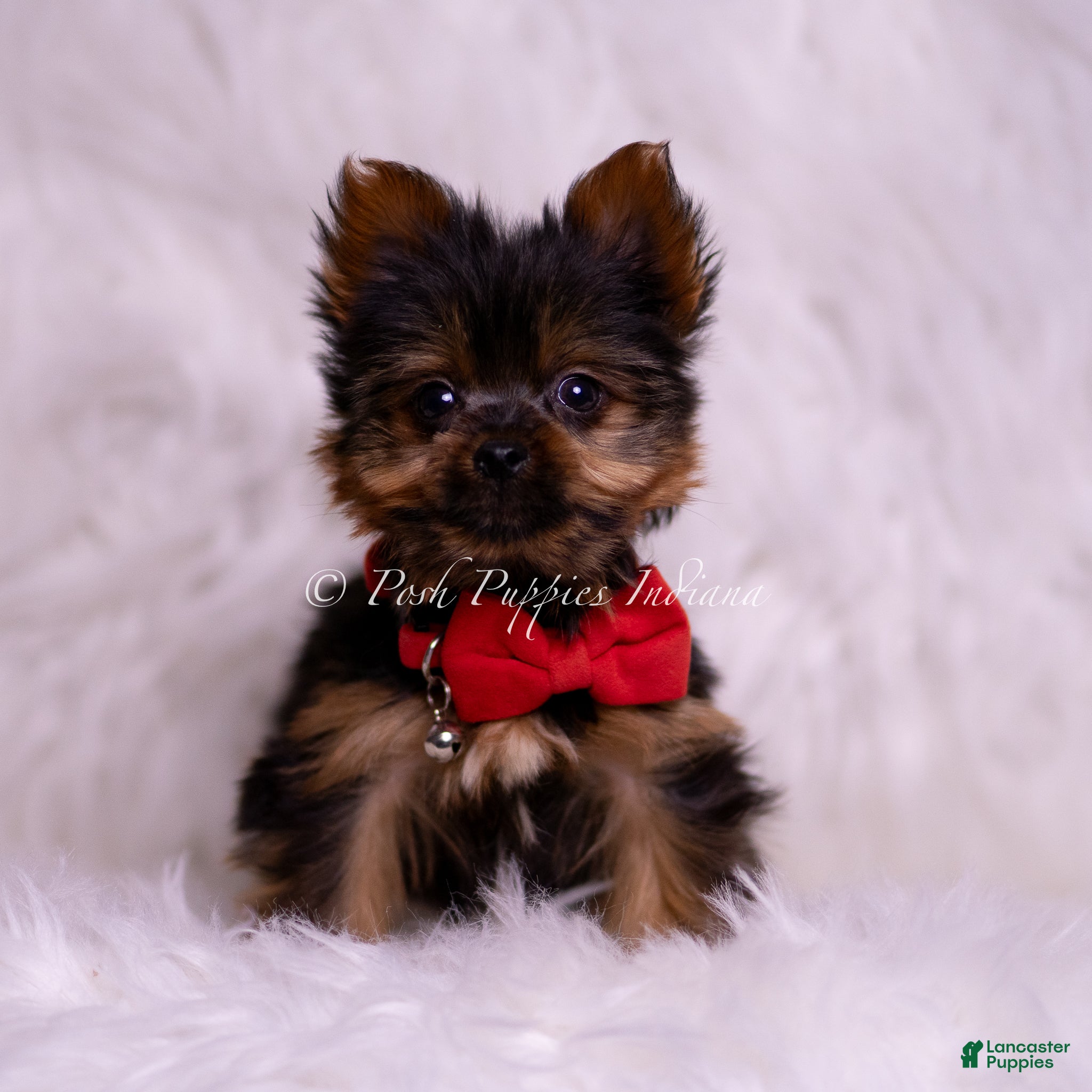 Yorkshire Terrier dogs Teacup Roku - Ad 2