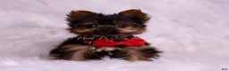 Yorkshire Terrier dogs for sale: Teacup Roku - Ad 2