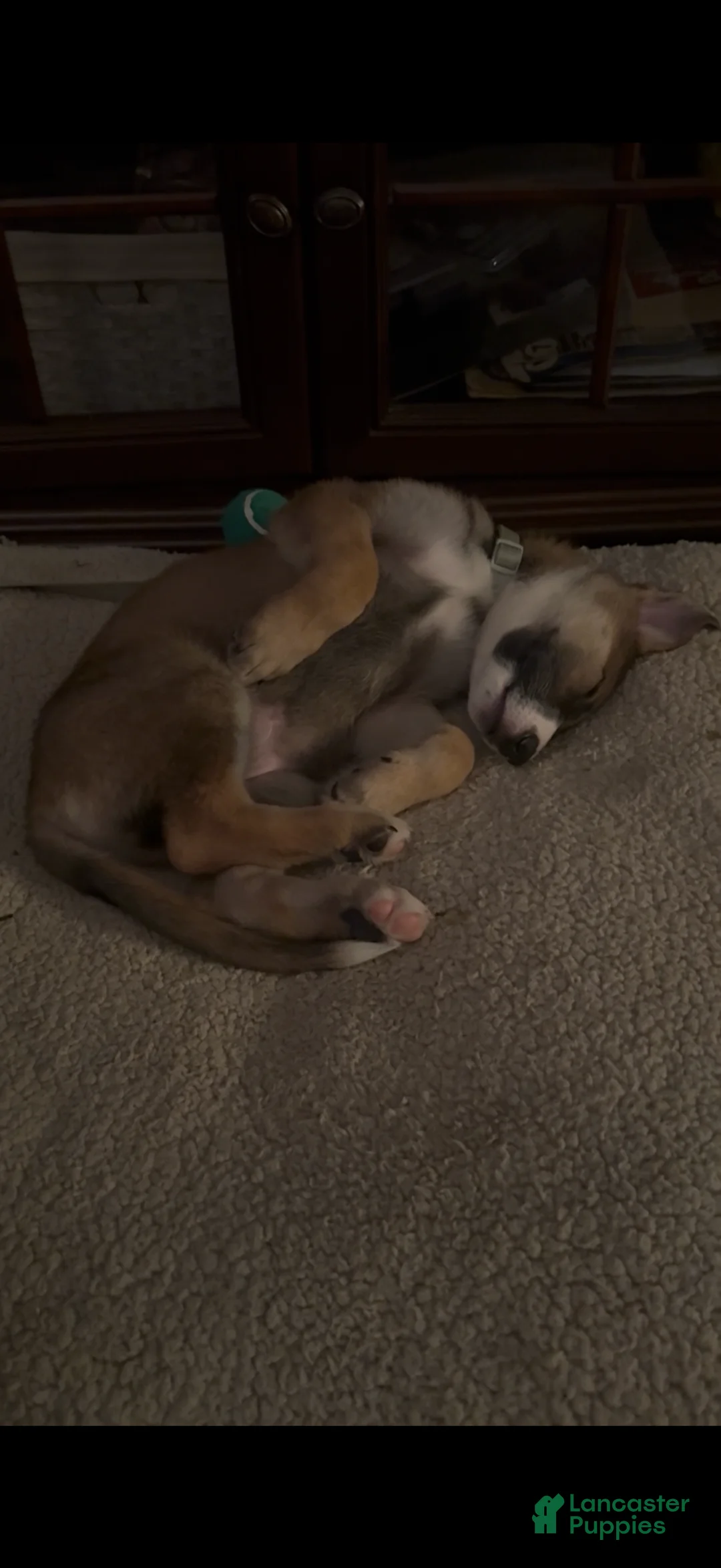 German Shepherd dogs for sale: German Shepherd Puppy 2 - Ad 1