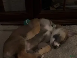 German Shepherd dogs German Shepherd Puppy 2 - Ad 16